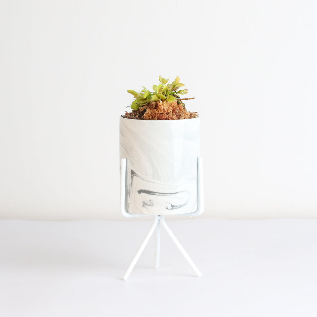 Green Venus Fly Trap Carnivorous Plant