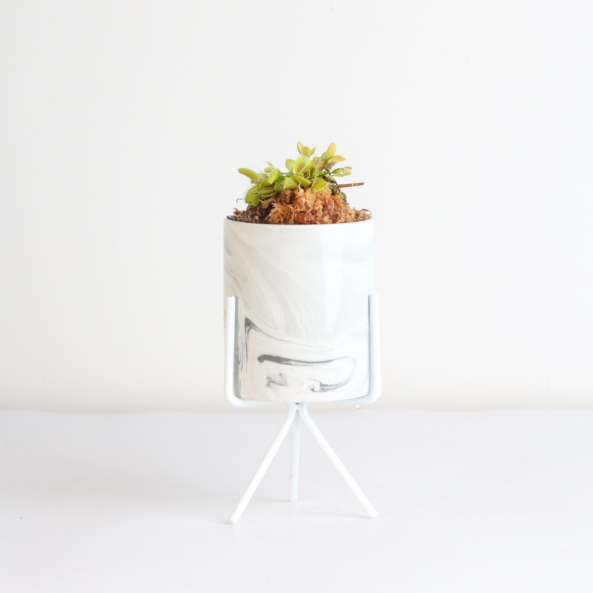 Green Venus Fly Trap Carnivorous Plant