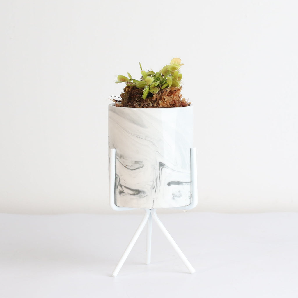 Green Venus Fly Trap Carnivorous Plant