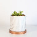 Green Venus Fly Trap Carnivorous Plant