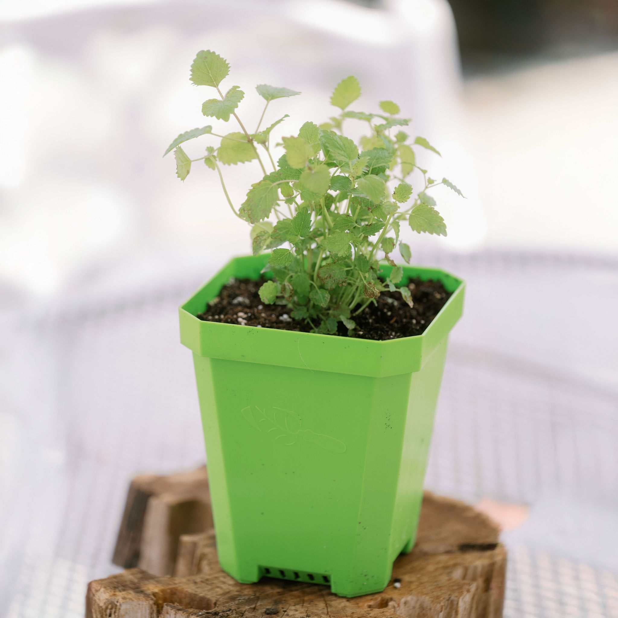 5" Nursery Pots with Insert Tray