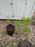 Green Cascade Acer palmatum