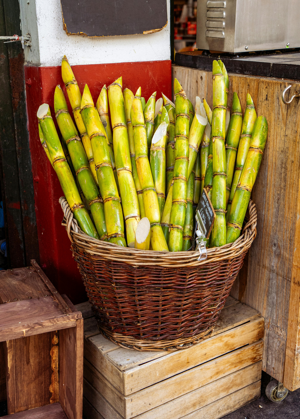 Sugar Cane 'Green'
