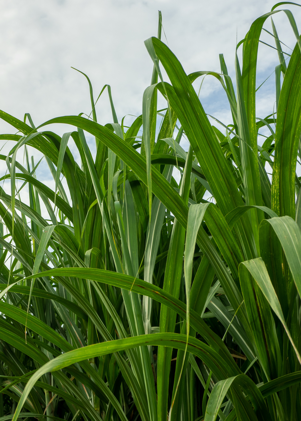 Sugar Cane 'Green'