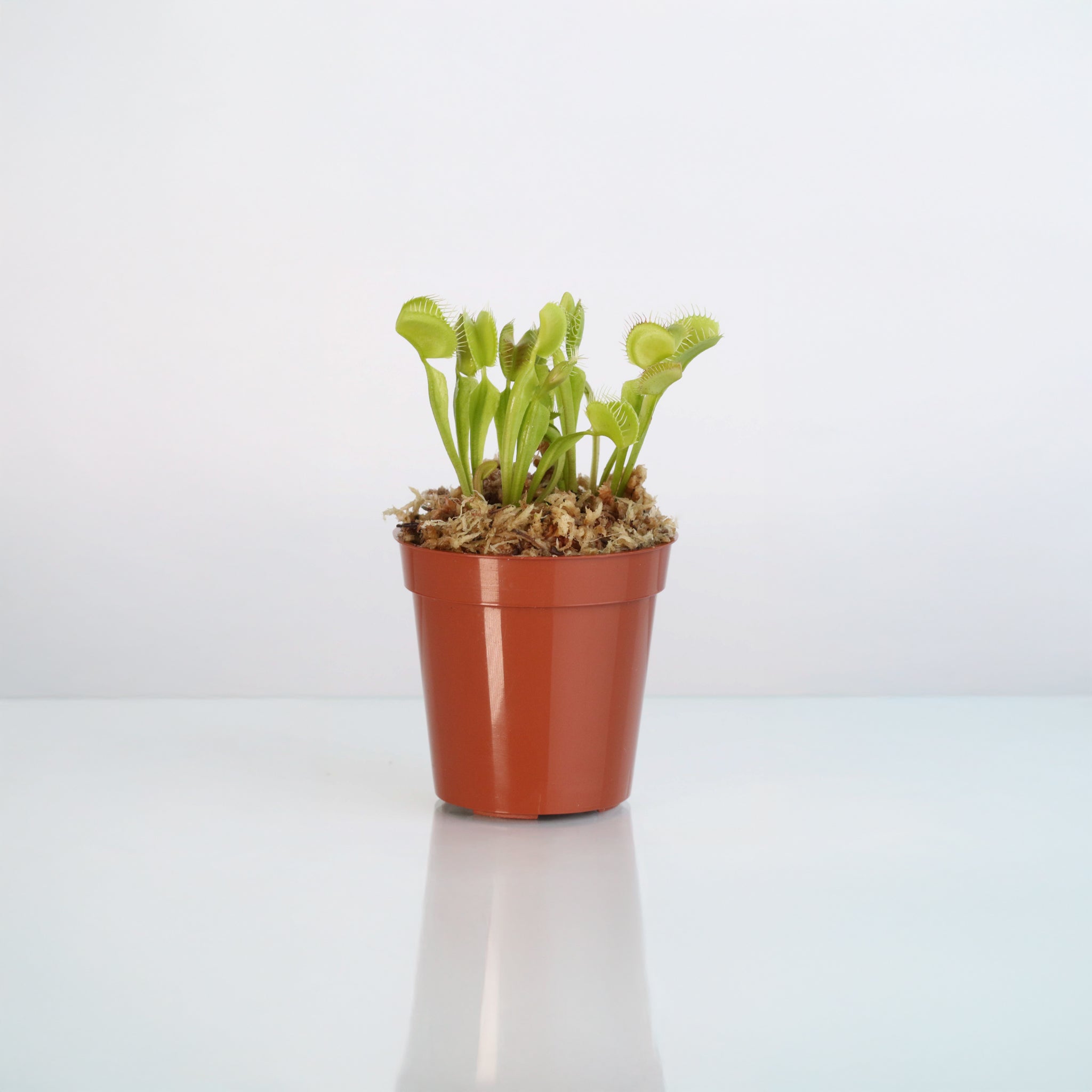 Green Venus Fly Trap Carnivorous Plant