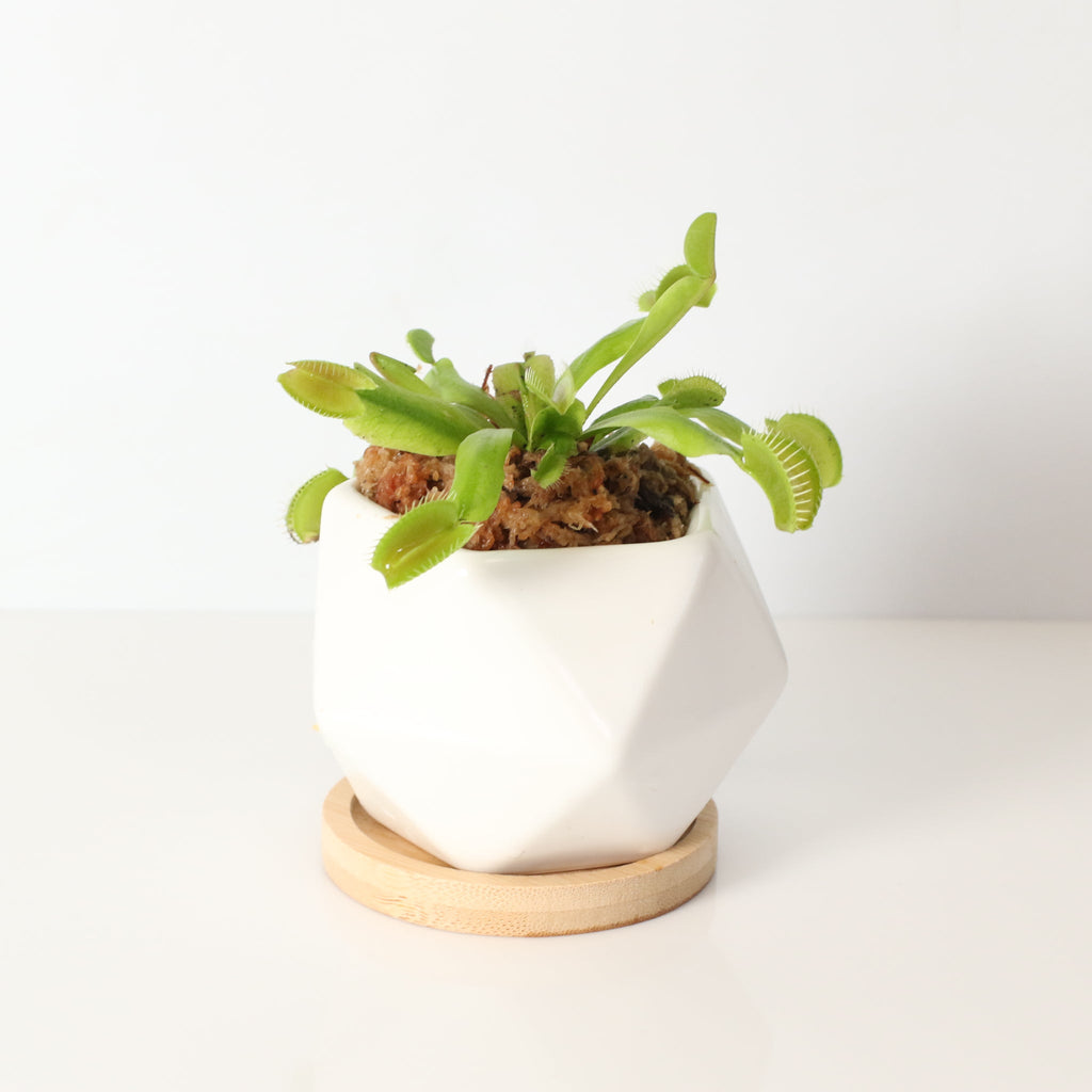 Green Venus Fly Trap Carnivorous Plant