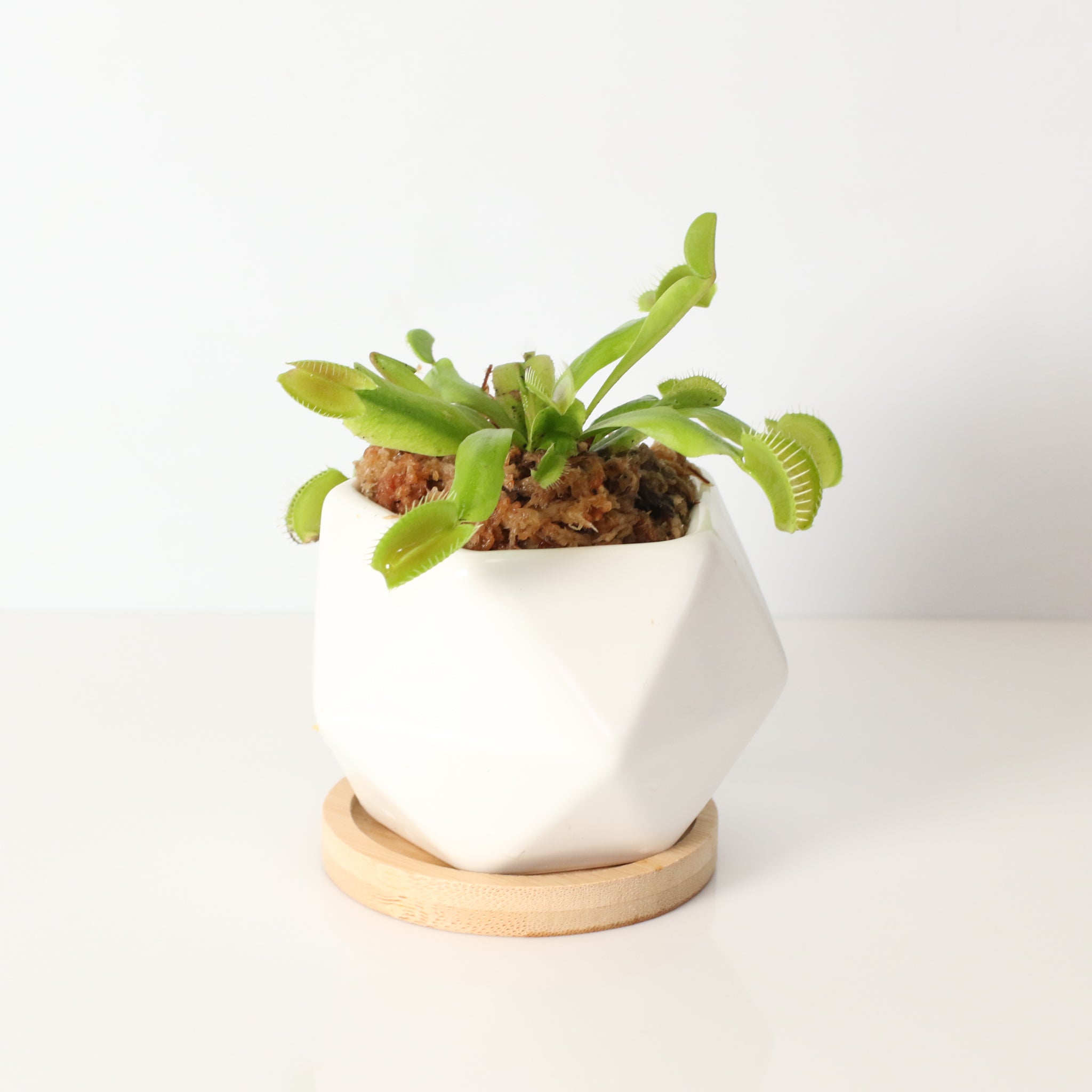 Green Venus Fly Trap Carnivorous Plant