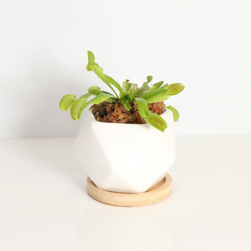 Green Venus Fly Trap Carnivorous Plant