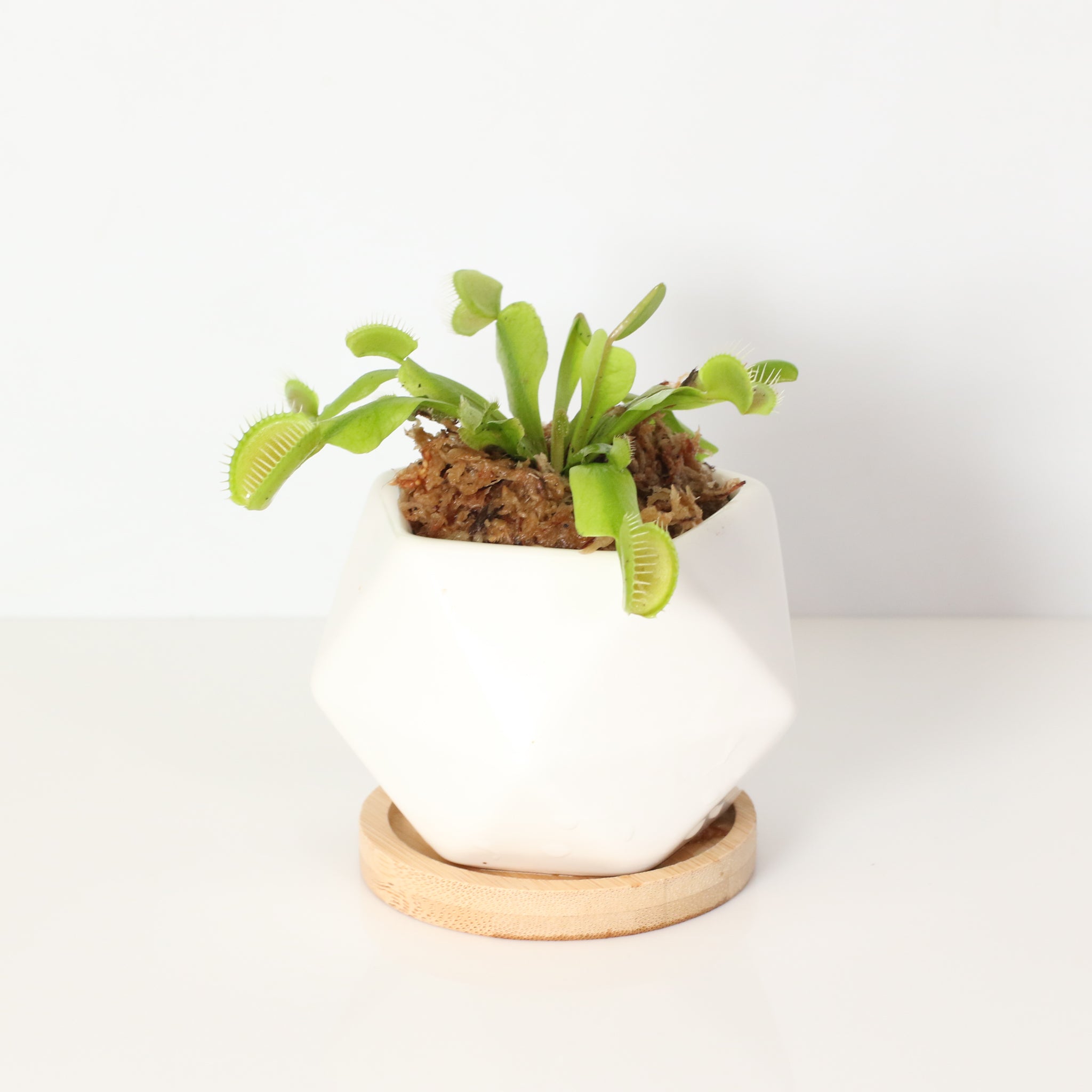 Green Venus Fly Trap Carnivorous Plant