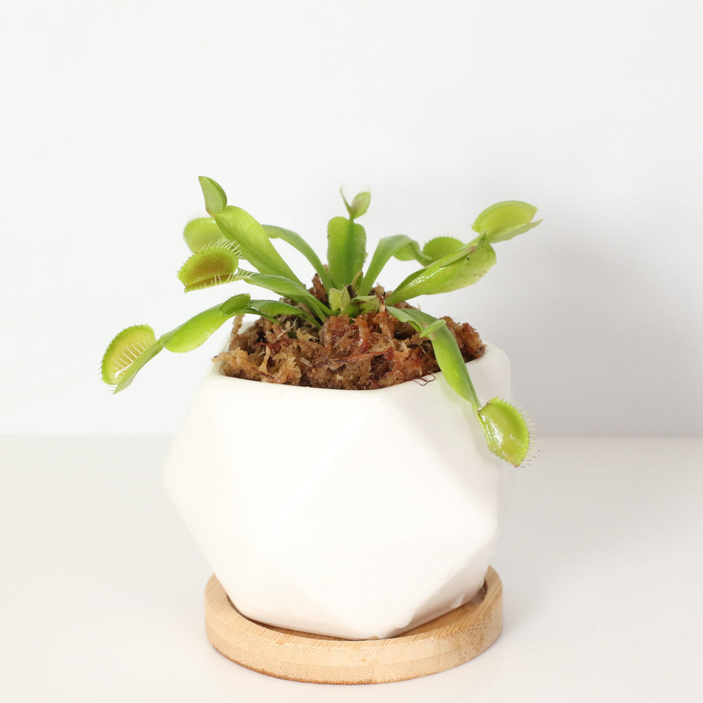 Green Venus Fly Trap Carnivorous Plant