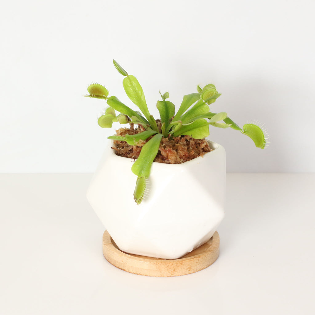 Green Venus Fly Trap Carnivorous Plant
