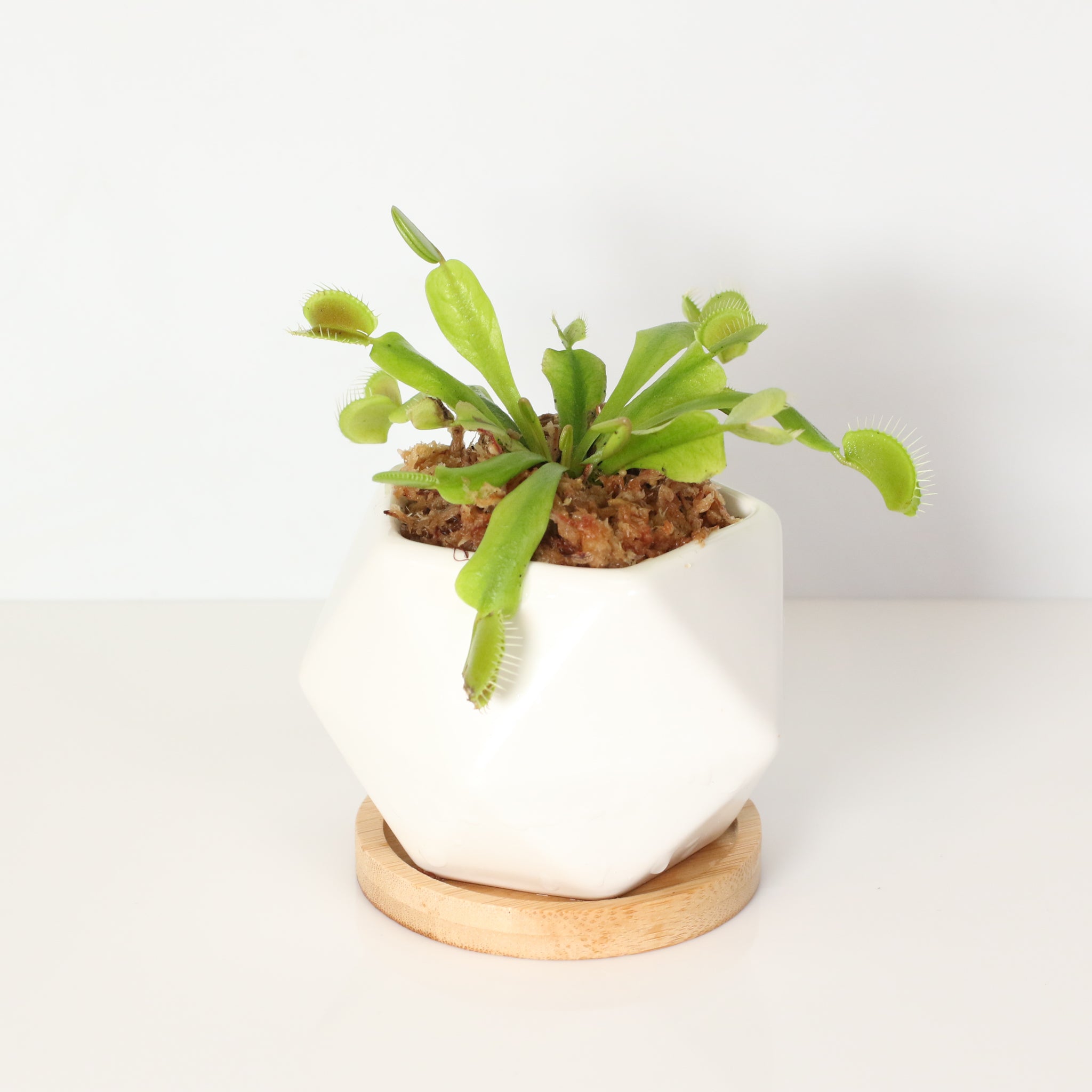 Green Venus Fly Trap Carnivorous Plant