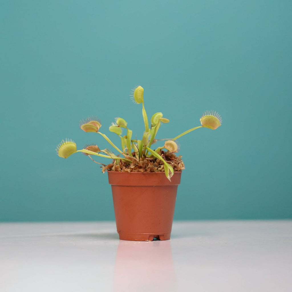 Green Venus Fly Trap Carnivorous Plant
