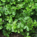 Fragrant Sumac