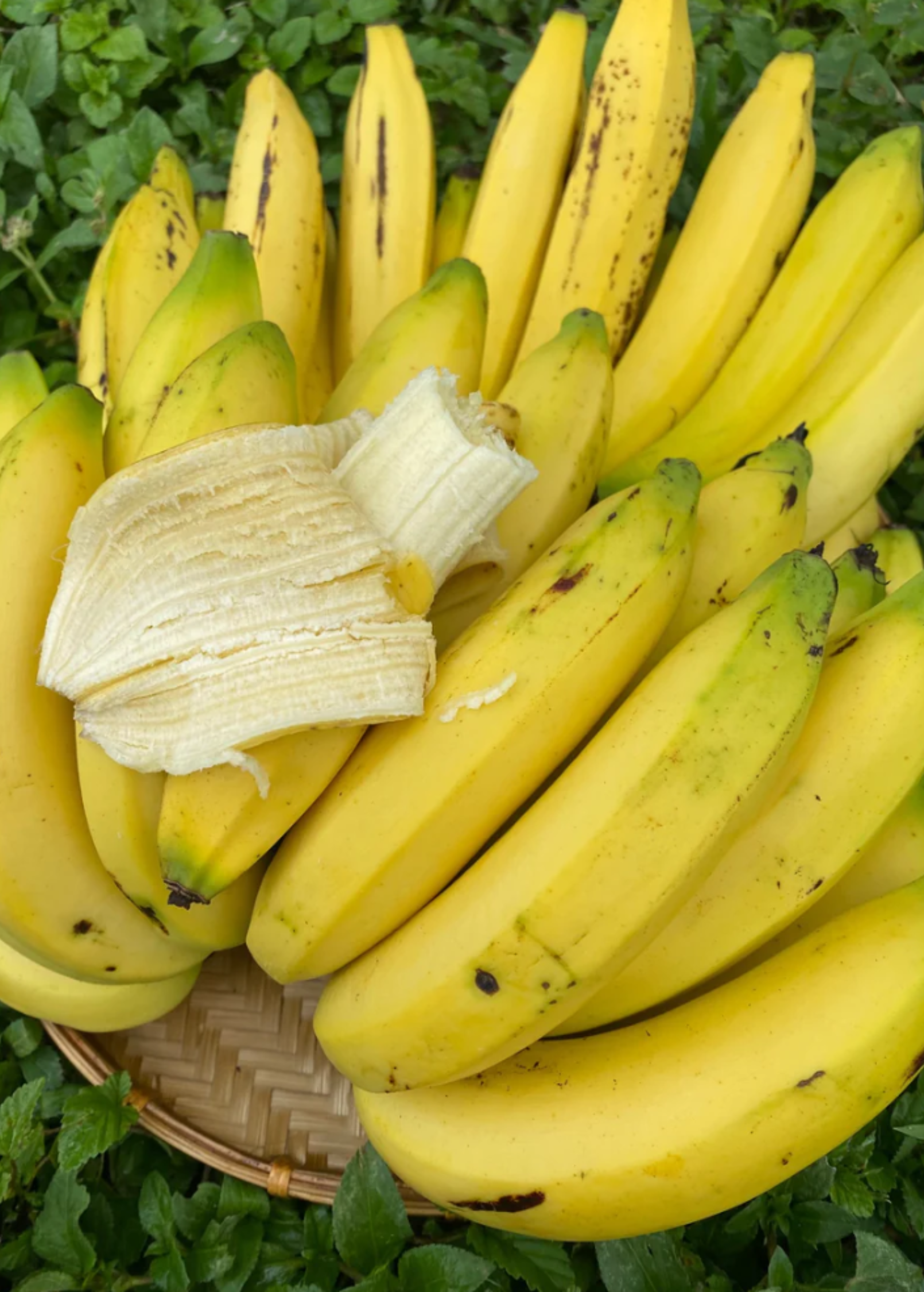 Banana 'Gros Michel' (Musa acuminata)