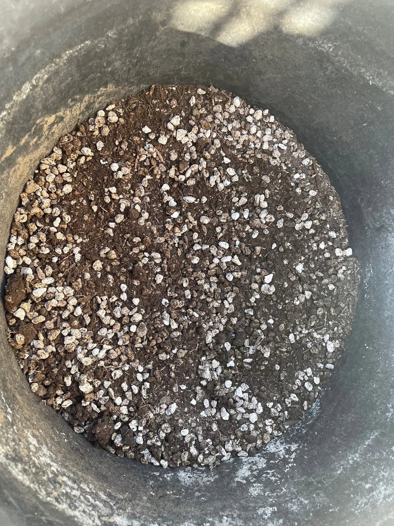 Cactus and Succulent Growers Soil