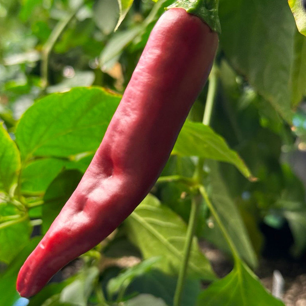 Guajillo Pepper Seeds