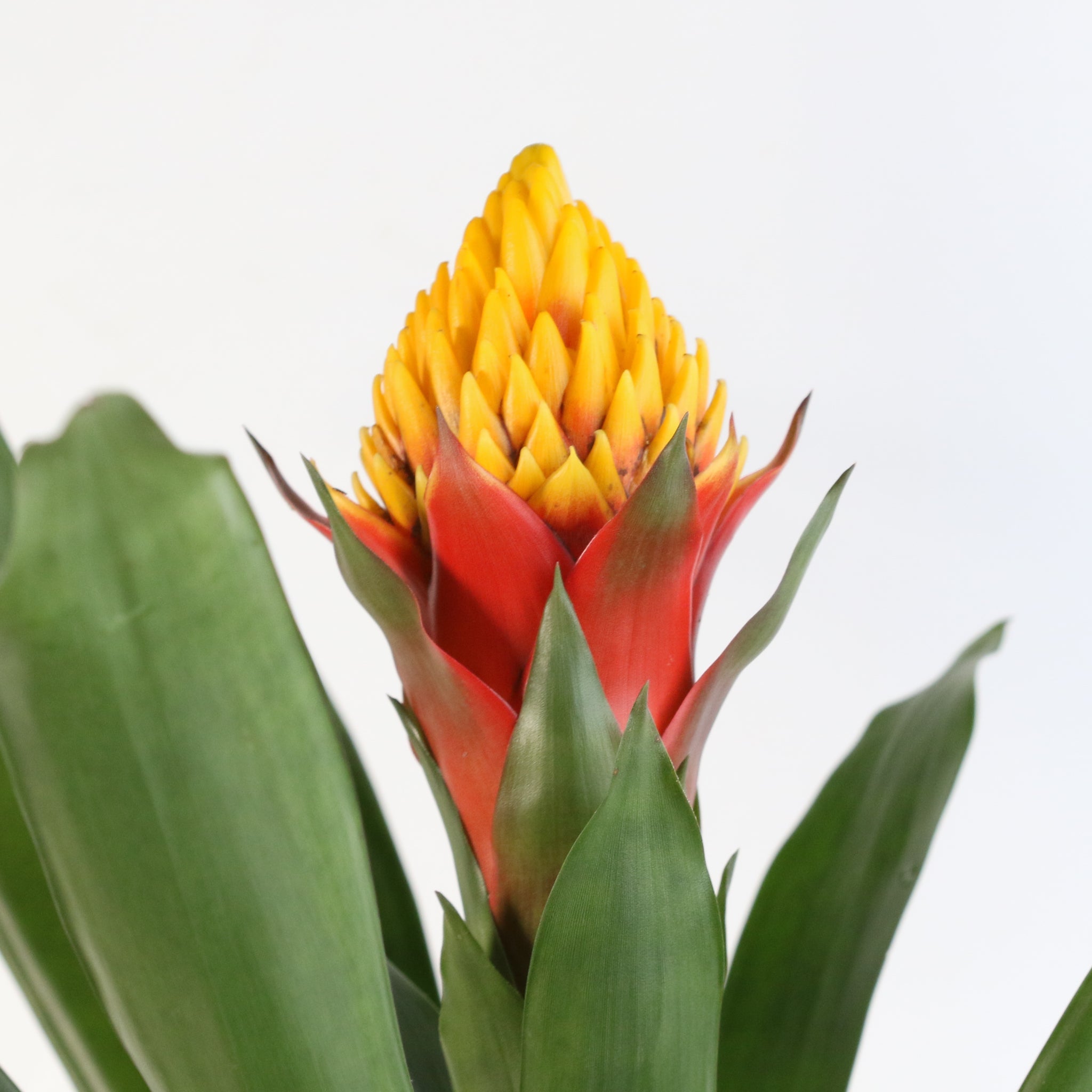Guzmania Crown