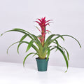 Guzmania 'Viola' Pink Bromeliad