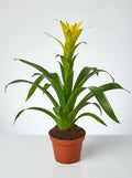 Guzmania Bromeliad 'Yellow'