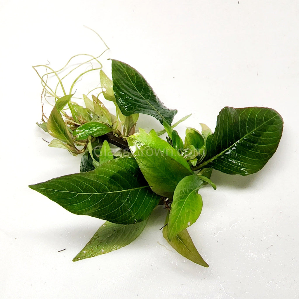 Hygro Corymbosa Compacta (Hygrophila Compacta)
