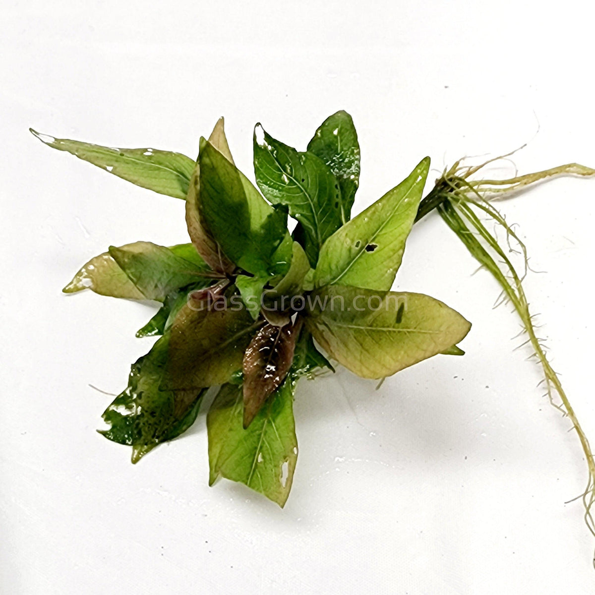 Hygro Corymbosa Compacta (Hygrophila Compacta)