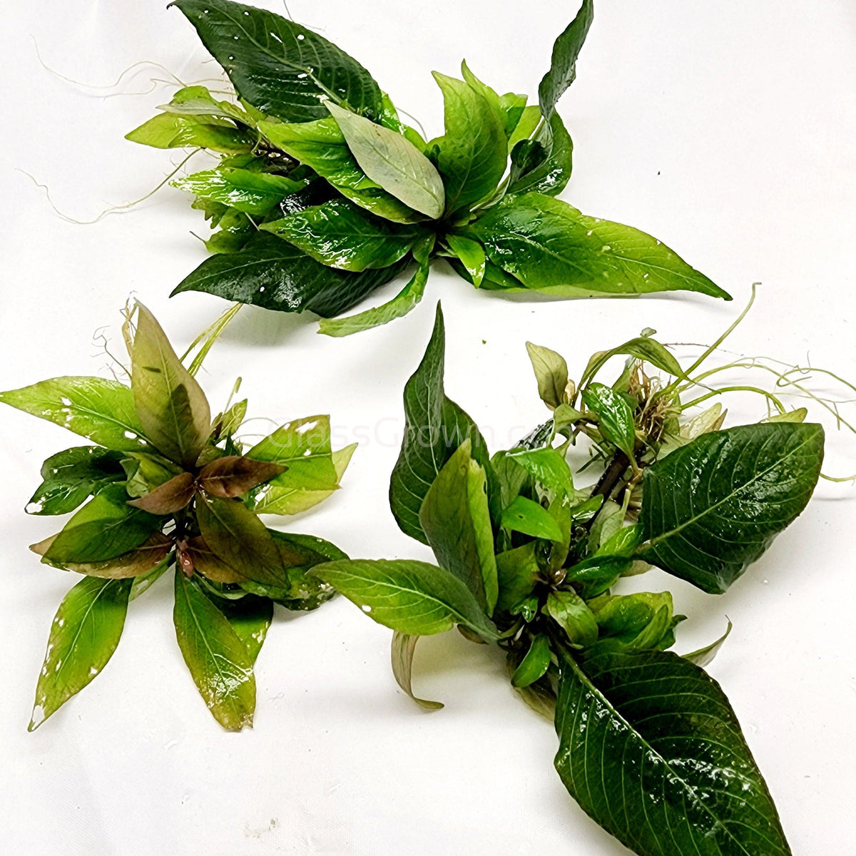 Hygro Corymbosa Compacta (Hygrophila Compacta)