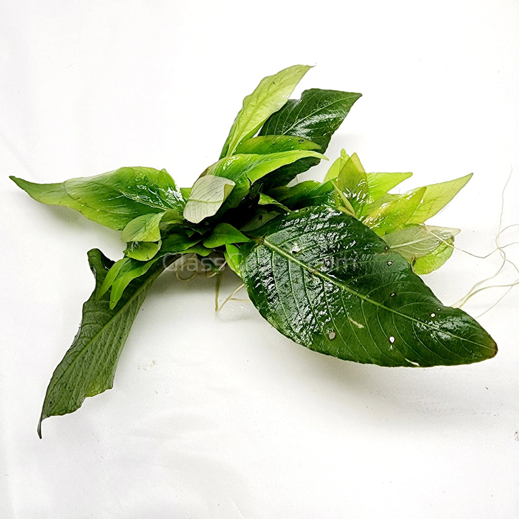 Hygro Corymbosa Compacta (Hygrophila Compacta)