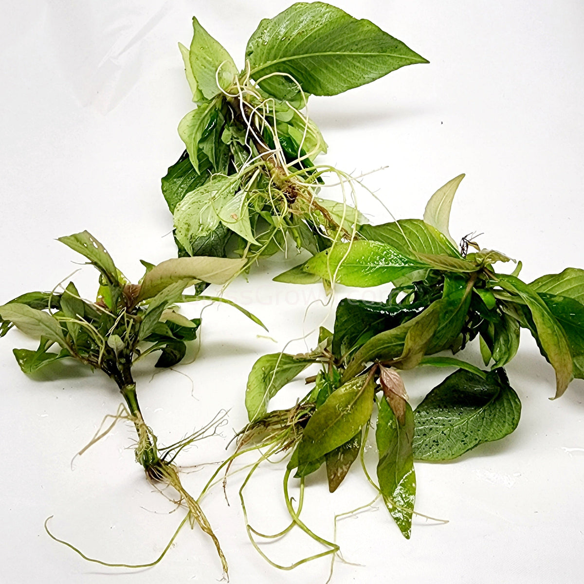 Hygro Corymbosa Compacta (Hygrophila Compacta)