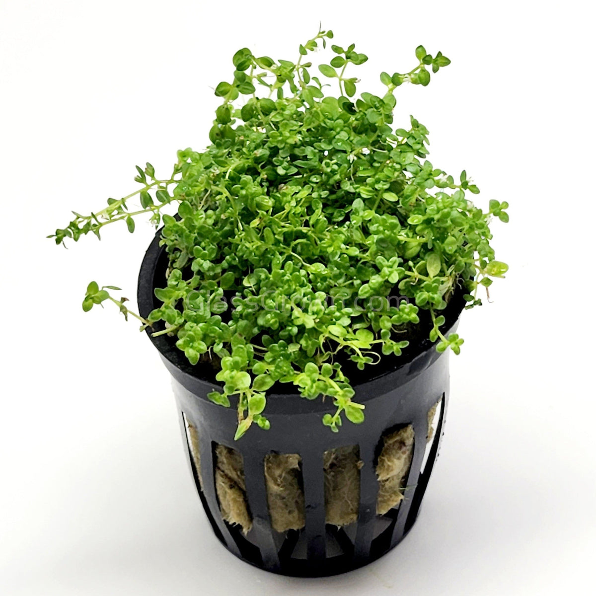 Dwarf Baby Tears (Hemianthus Callitrichoides)