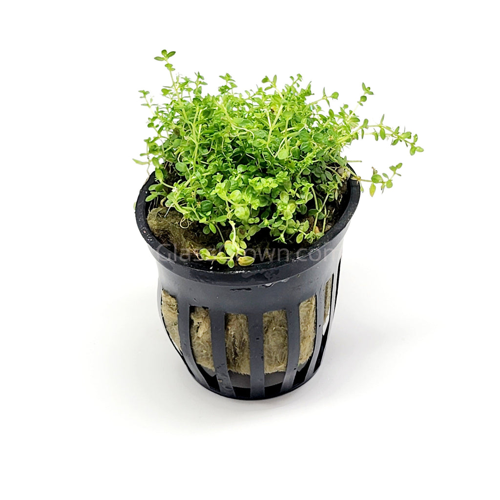 Dwarf Baby Tears (Hemianthus Callitrichoides)
