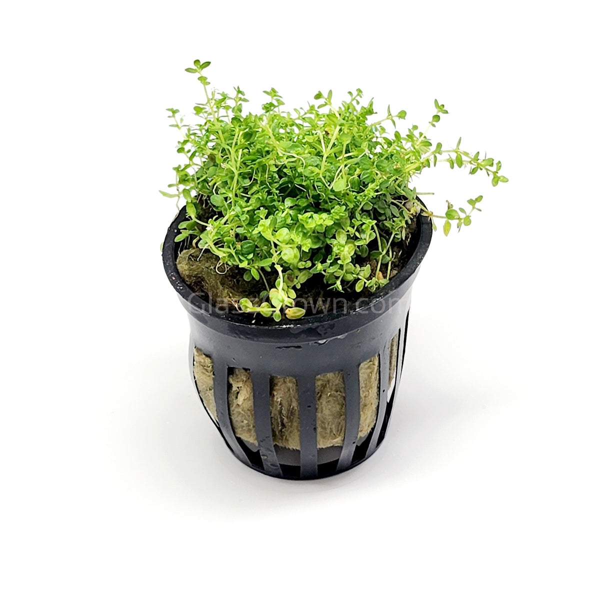 Dwarf Baby Tears (Hemianthus Callitrichoides)