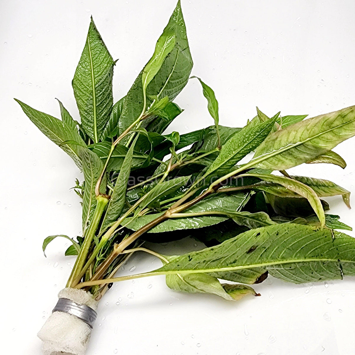 Bunch Temple Plant (Hygrophila Corymbosa)
