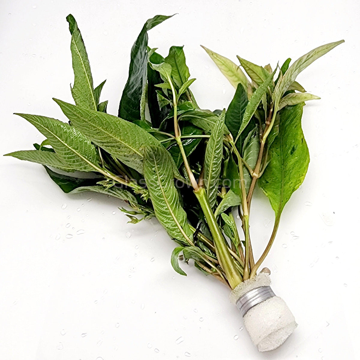 Bunch Temple Plant (Hygrophila Corymbosa)