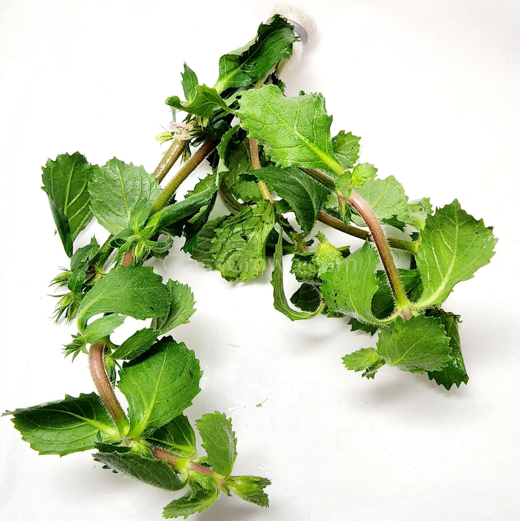 Bunch Water Wisteria (Hygrophila Difformis)