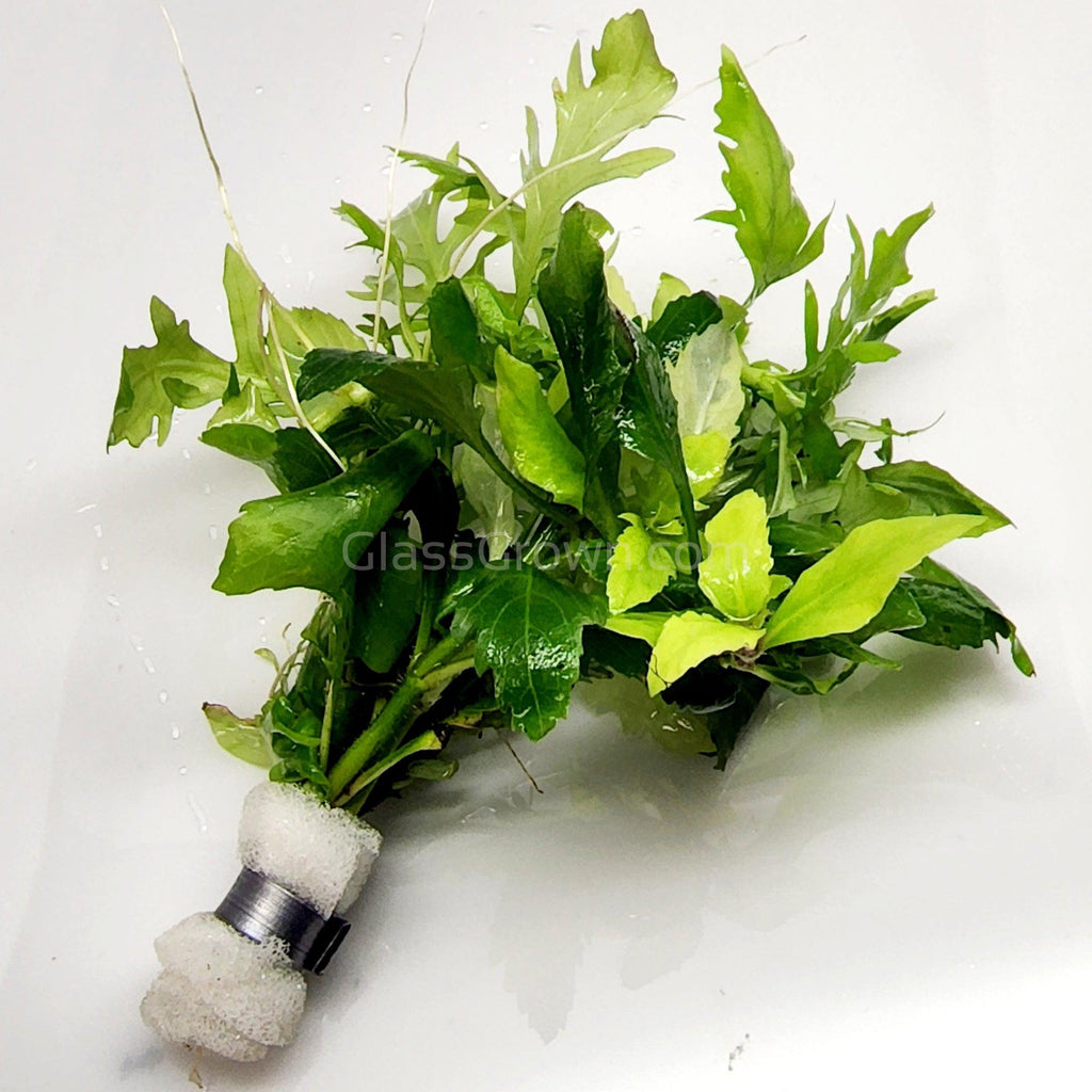 Bunch Water Wisteria (Hygrophila Difformis)