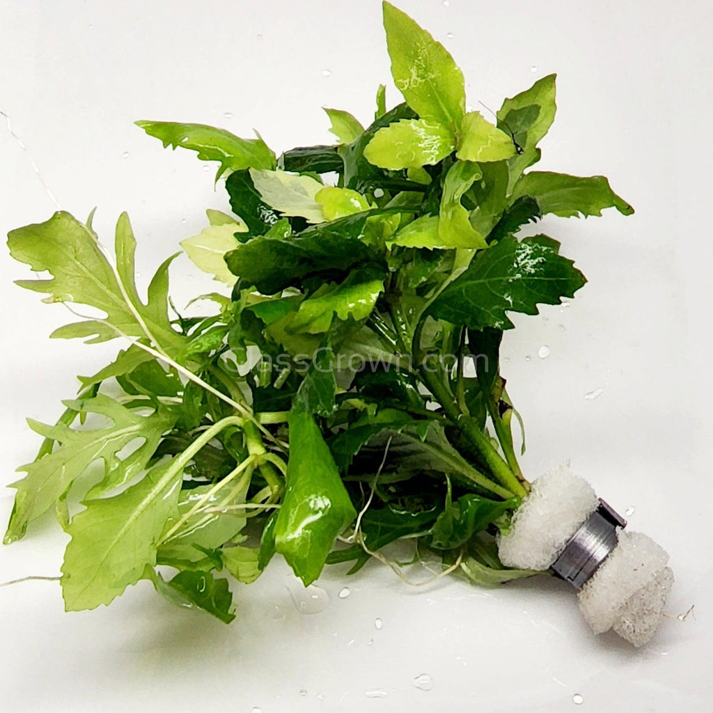 Bunch Water Wisteria (Hygrophila Difformis)