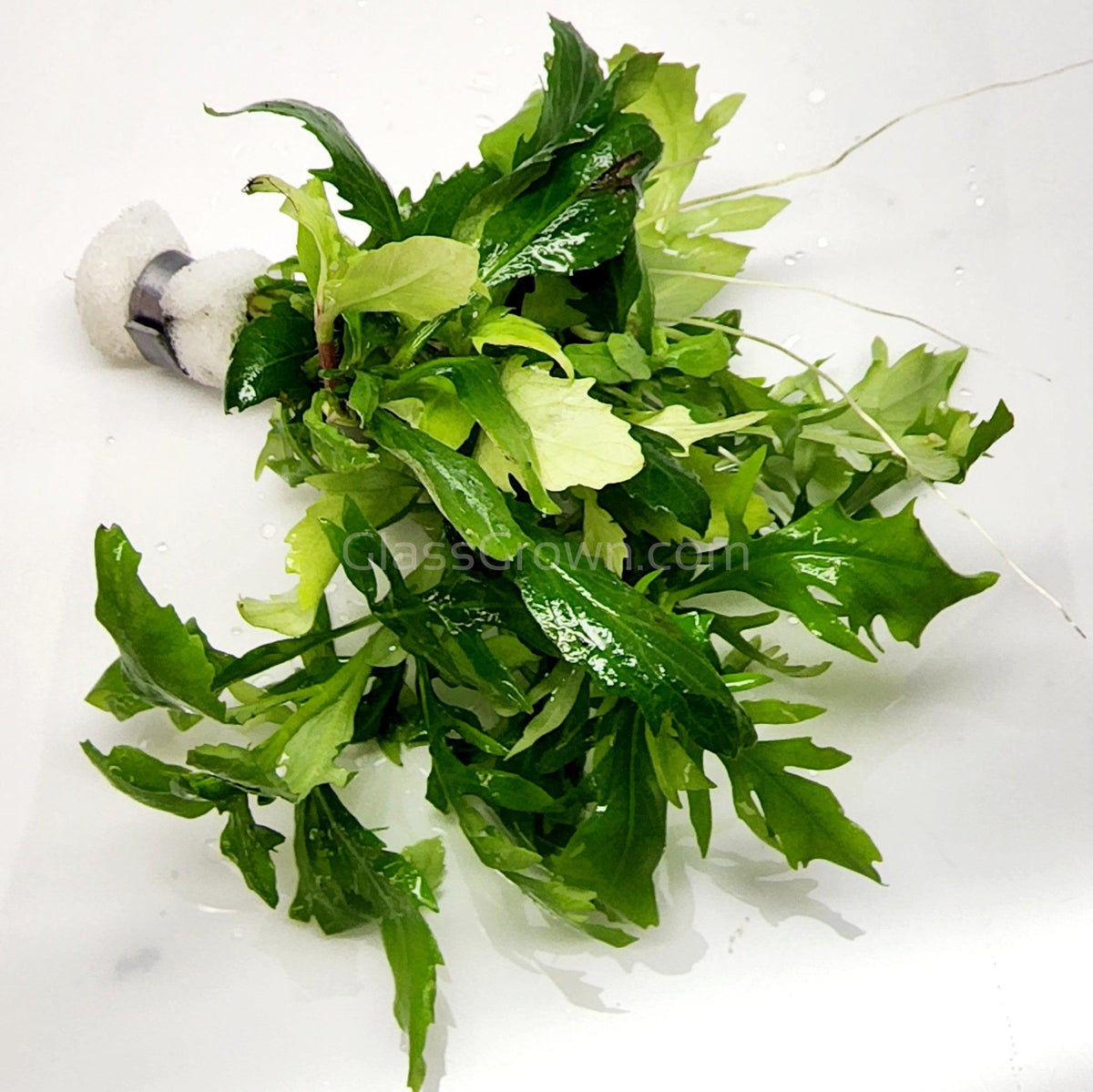 Bunch Water Wisteria (Hygrophila Difformis)