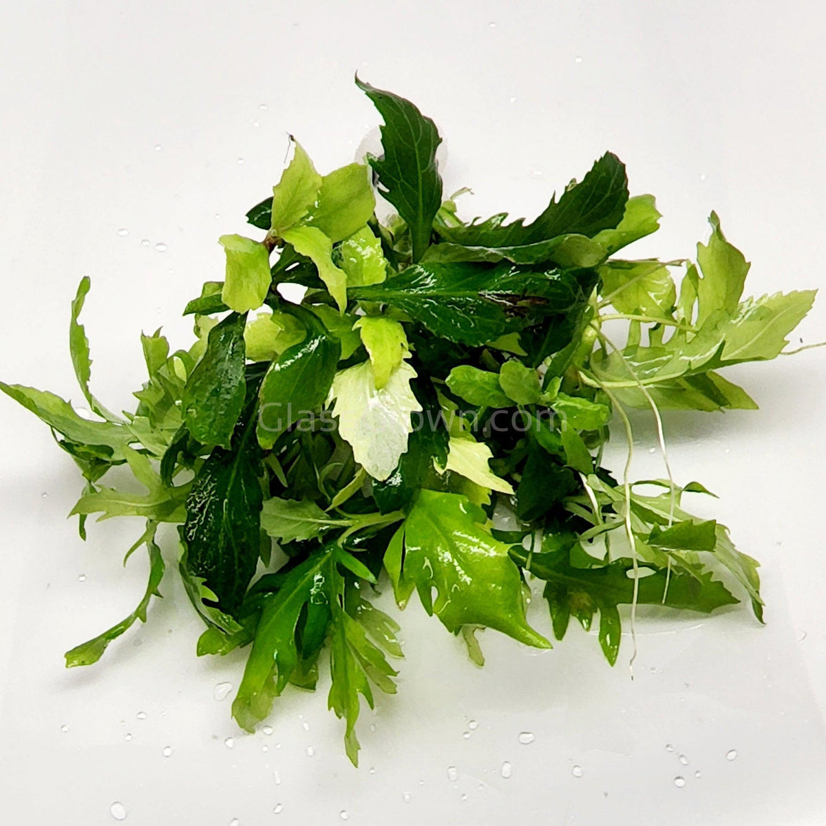 Bunch Water Wisteria (Hygrophila Difformis)