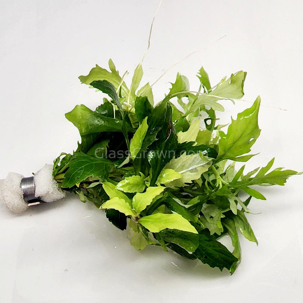 Bunch Water Wisteria (Hygrophila Difformis)