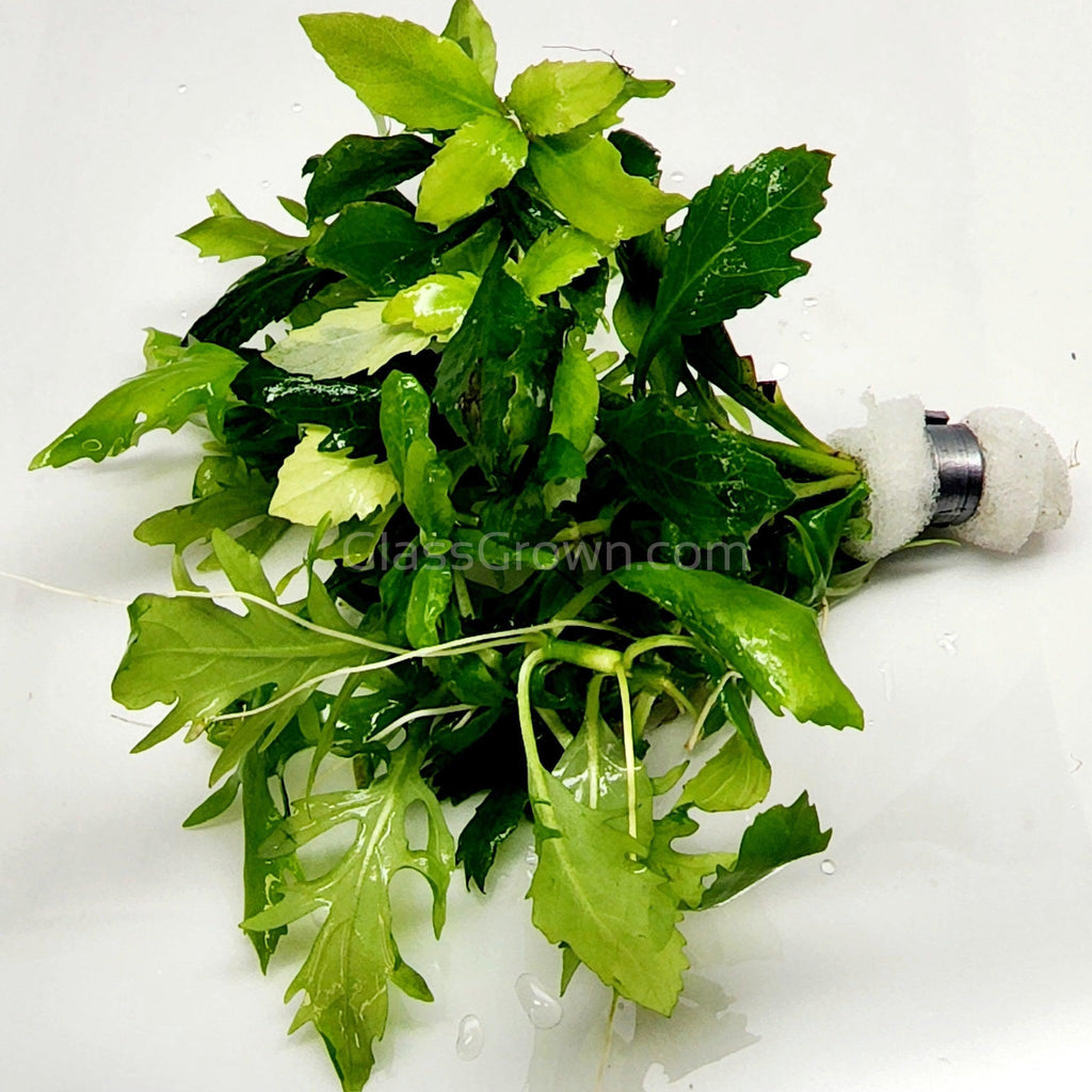 Bunch Water Wisteria (Hygrophila Difformis)