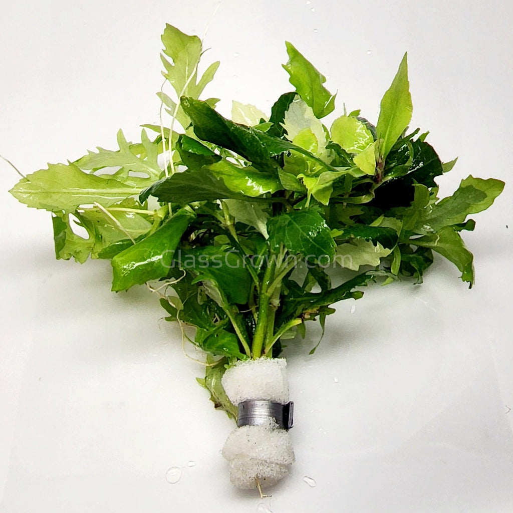 Bunch Water Wisteria (Hygrophila Difformis)