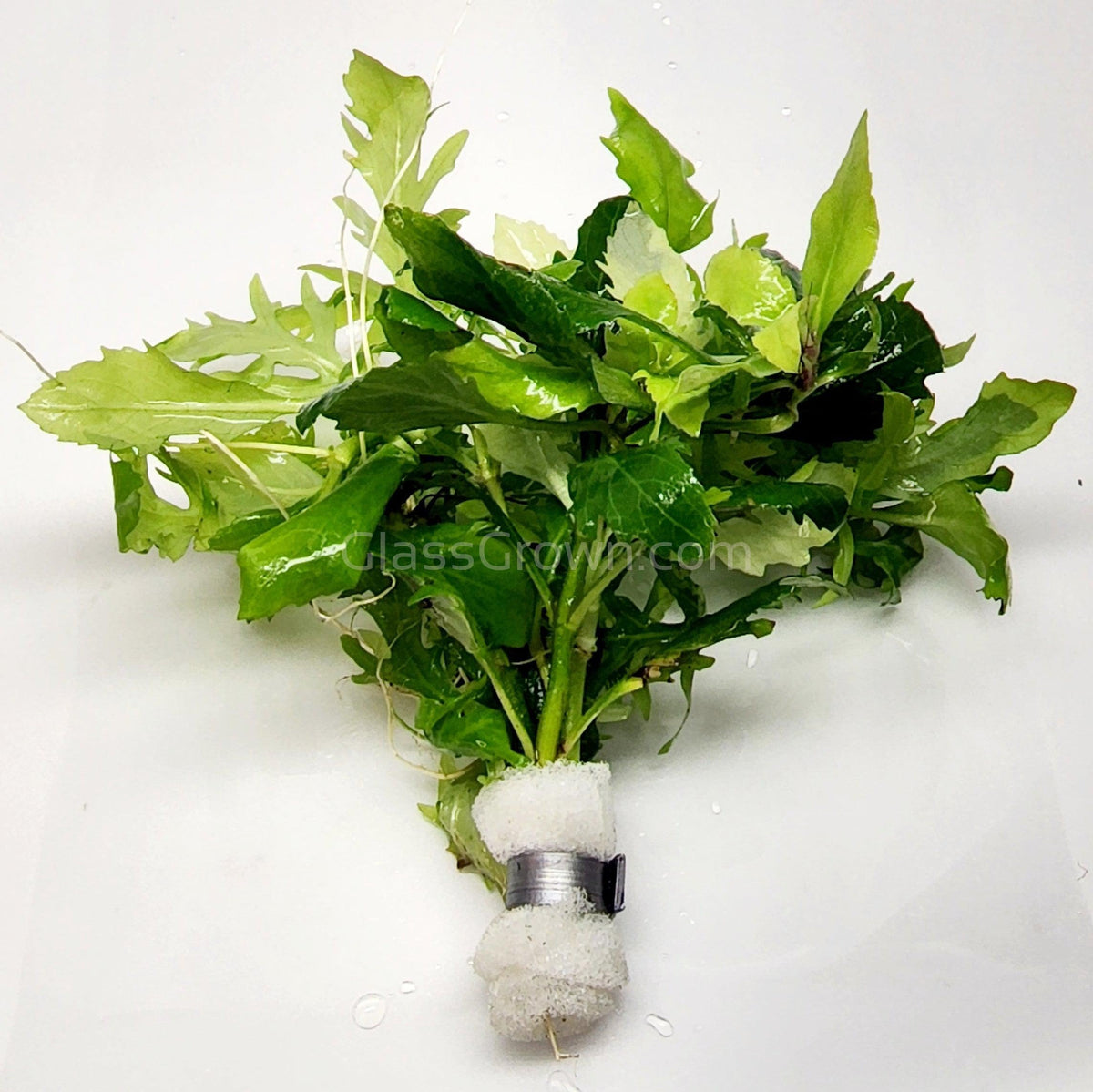 Bunch Water Wisteria (Hygrophila Difformis)