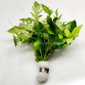 Bunch Water Wisteria (Hygrophila Difformis)