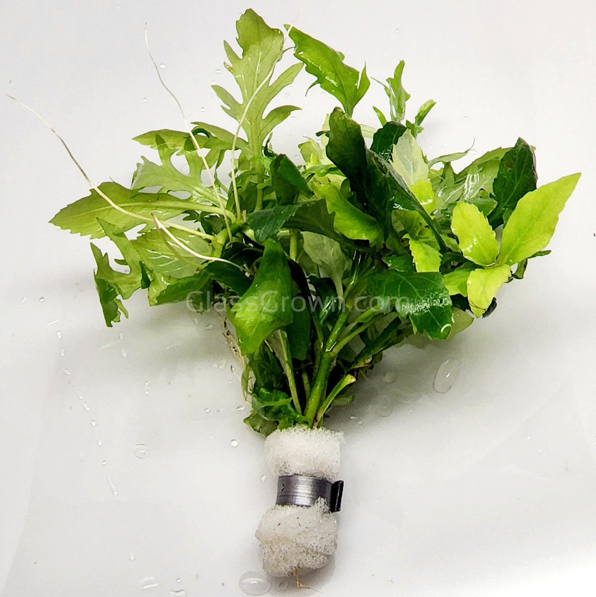 Bunch Water Wisteria (Hygrophila Difformis)