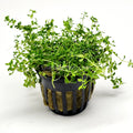 Potted Pearlweed