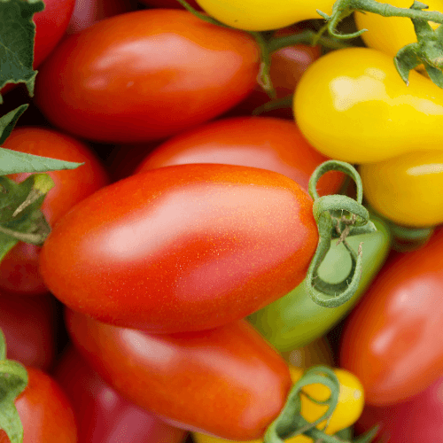 Roma Tomato Seeds