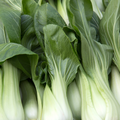 White Stem Pak Choi Cabbage Seeds