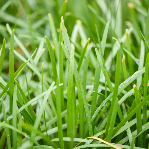 Garlic Chive Seeds