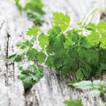 Curled Chervil